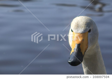 天鵝 108007504