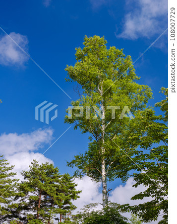 Image of a fresh green birch tree 108007729