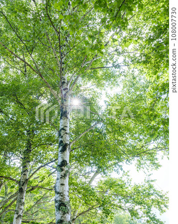 Image of a fresh green birch tree 108007730