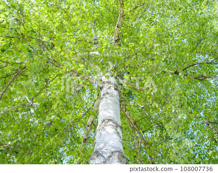 Image of a fresh green birch tree Image of a fresh green birch tree 108007736