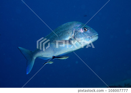 Hong Some Wake Bella正在清洗紅鯛魚 108007777