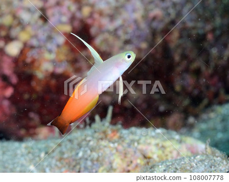 HATATATEHAZE HATATATEHAZE 108007778