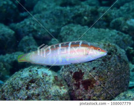 Striped wrasse Striped wrasse 108007779