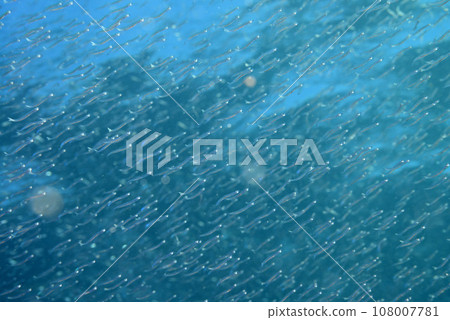 Silas Silas 108007781