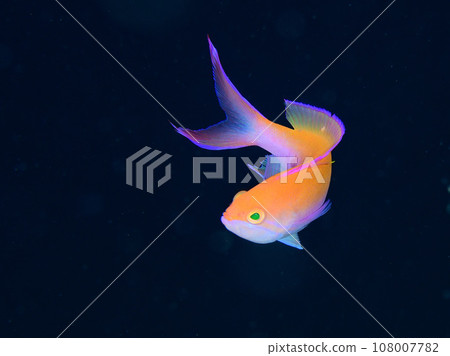 Phantomhound 108007782