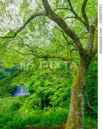 山梨縣_金山瀑布風景的美麗新綠 108007851
