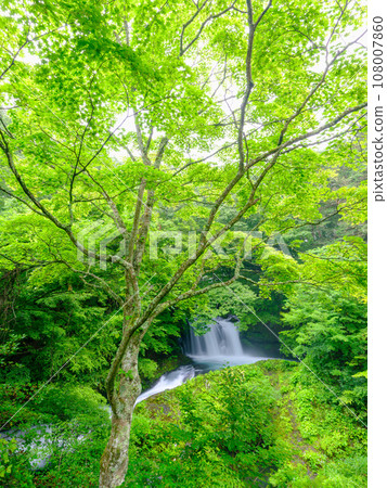 Yamanashi_Beautiful fresh greenery of Kaneyama waterfall scenery 108007860