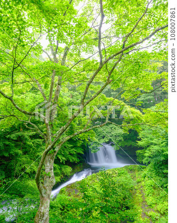 山梨縣_金山瀑布風景的美麗新綠 108007861