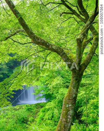山梨縣_金山瀑布風景的美麗新綠 108007864