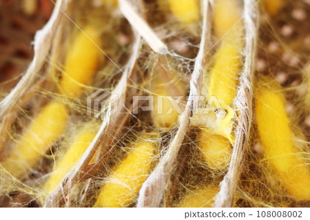 Silkworm in a yellow cocoon. 108008002