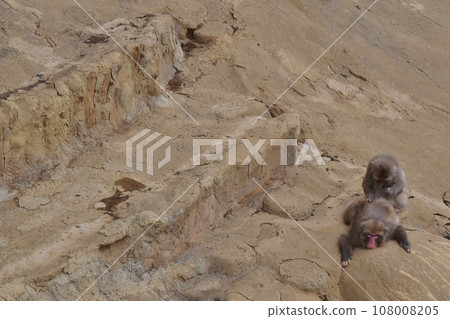 Monkey flea removal 108008205