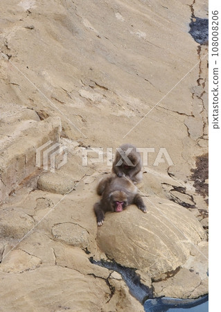 Monkey flea removal Monkey flea removal 108008206