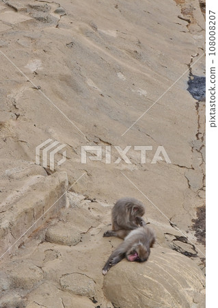 Monkey flea removal 108008207