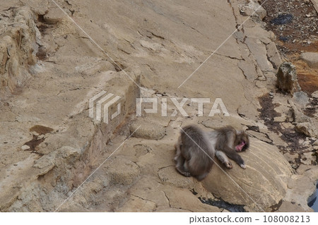 Monkey flea removal Monkey flea removal 108008213