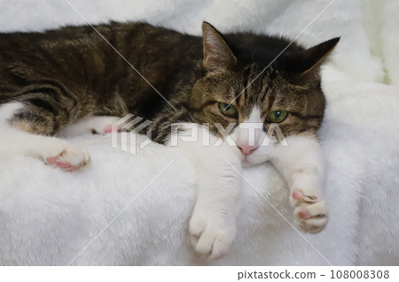 A cat nap A cat nap 108008308