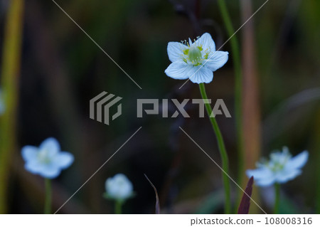 大葉黃楊的白色花朵 108008316