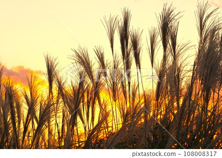 Susuki被日落照亮 108008317