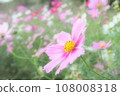 Landscape with cosmos flower 108008318