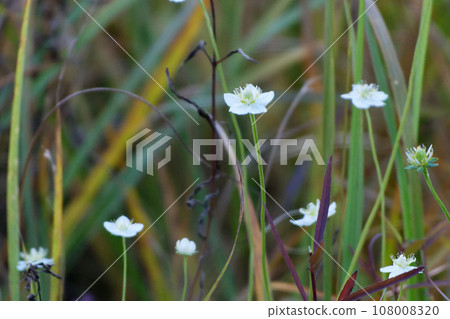大葉黃楊的白色花朵 108008320