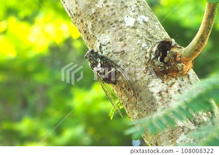 半堅持樹木 108008322