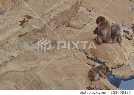 three monkeys on the rock 108008325