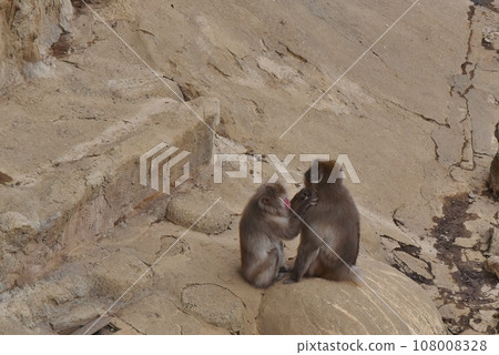 two monkeys facing each other 108008328