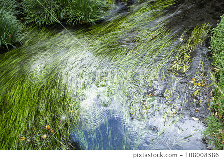 Scenery of aquatic plants waving in the river flow 108008386