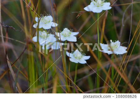 White flowers of Euonymus japonica 108008626