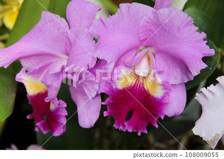 Orchid flower 108009055