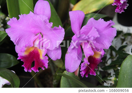 Orchid flower 108009056