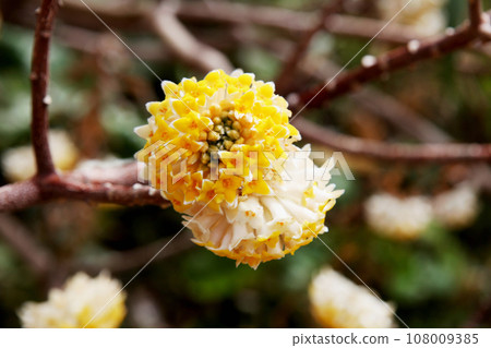 Mitumata flowers Mitumata flowers 108009385