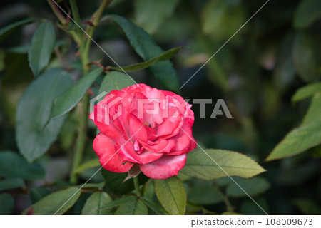 Beautiful scenery of colorful autumn roses blooming in the rose garden Beautiful scenery of colorful autumn roses blooming in the rose garden 108009673