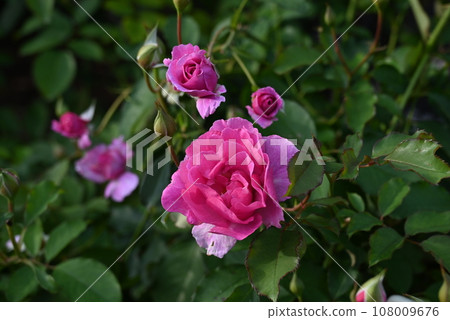 Beautiful scenery of colorful autumn roses blooming in the rose garden 108009676