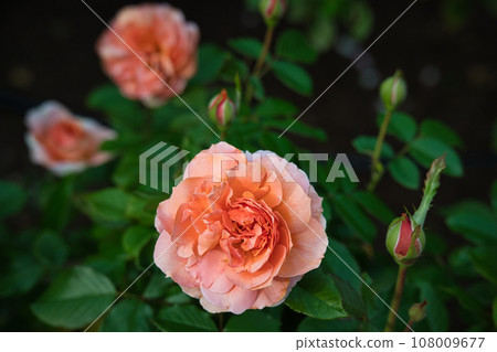 Beautiful scenery of colorful autumn roses blooming in the rose garden Beautiful scenery of colorful autumn roses blooming in the rose garden 108009677