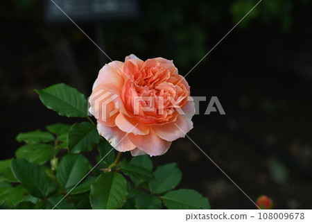 Beautiful scenery of colorful autumn roses blooming in the rose garden Beautiful scenery of colorful autumn roses blooming in the rose garden 108009678