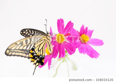A newly emerged swallowtail butterfly perches on a cute red cosmos flower against a white background and opens and closes its wings. A newly emerged swallowtail butterfly perches on a cute red cosmos flower against a white background and opens and closes its wings. 108010120