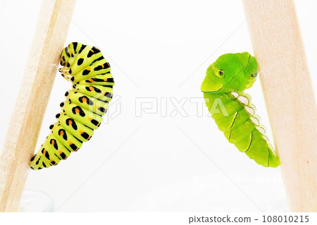 Pre-pupa of a swallowtail butterfly and a swallowtail butterfly hanging on a thread on a chopstick on a white background Pre-pupa of a swallowtail butterfly and a swallowtail butterfly hanging on a thread on a chopstick on a white background 108010215