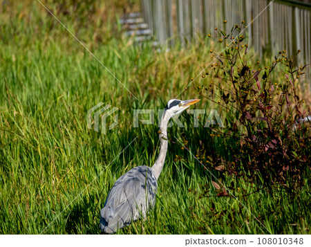 Gray heron 108010348