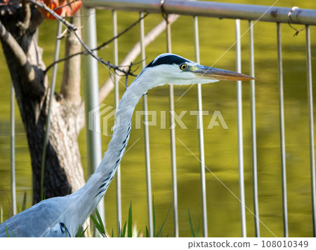 Gray heron 108010349