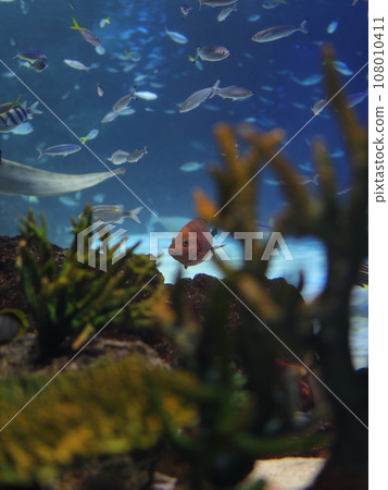 Fish swimming in the aquarium Fish swimming in the aquarium 108010411