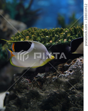 Swimming fish Swimming fish 108010412