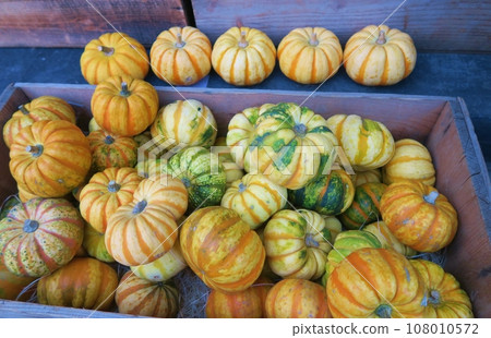 Halloween pumpkin Halloween pumpkin 108010572
