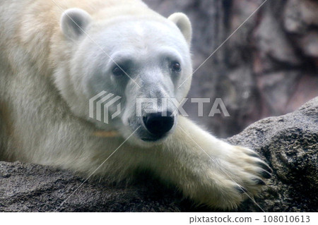 北極熊/旭山動物園(北海道旭川市) 北極熊/旭山動物園(北海道旭川市) 108010613