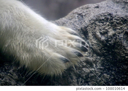 北極熊/旭山動物園(北海道旭川市) 北極熊/旭山動物園(北海道旭川市) 108010614