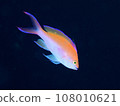 Phantomhound 108010621