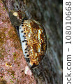 Yakushima Dakara 108010668
