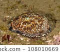 Yakushima Dakara 108010669