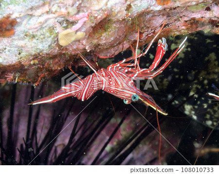 Suzuku Salad Shrimp Suzuku Salad Shrimp 108010733