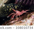 Suzuku Salad Shrimp 108010734
