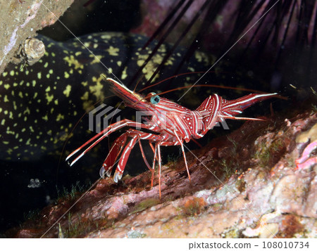 Suzuku Salad Shrimp Suzuku Salad Shrimp 108010734